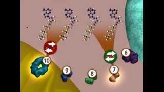 Glycolysis: An Overview