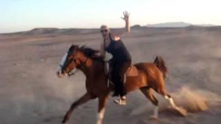 Galloping Arab horses across the Egyptian desert
