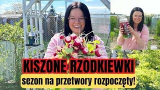 KISZONE RZODKIEWKI. KASIA IN PRZETWORY