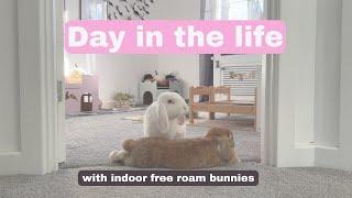 Day in the life | Free Roam House Bunnies