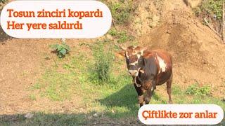 Tehlikeli tosun zor anlar yaşattı/Deli dana dedikleri işte bu