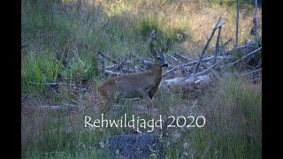 Rehwildjagd 2020