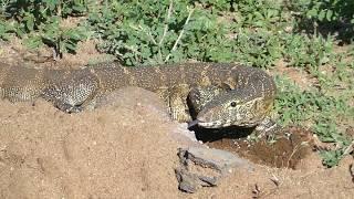 Monitor Lizard  (Serengeti - Tanzania)