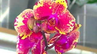 Аркс Рей - Реанимация Орхидеи. Они Красивые, Но Такие Капризные!