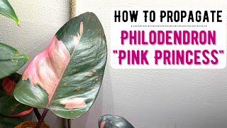 Propagating My Philodendron "Pink Princess" & Staking It On A Moss Pole