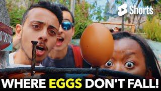 Where Eggs Don 't Fall!