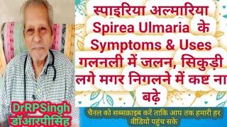 स्पाइरिया अल्मारिया Spirea Ulmaria  के Symptoms & Uses  डॉआरपीसिंहDrRPSingh