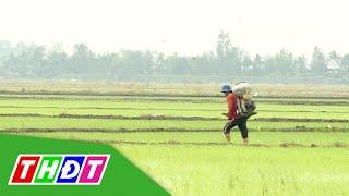 Giảm phân bón nhờ kỹ thuật bón lót phân trước khi gieo sạ | Khuyến nông - 22/2/2022 | THDT