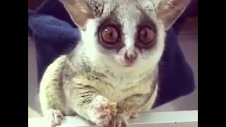 Pizzatoru, the cutest Bush Baby, adorable galago, cute monkey [BEST OF] ピザトル