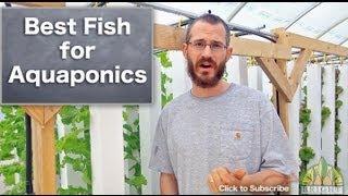 Best Fish for Aquaponics