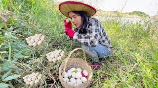 Duck Eggs Near The Pond - Harvest Ducks Eggs Goes To Market Sell