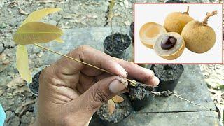 How to grow Longan fast and easy work at home, New techniques - my agriculture