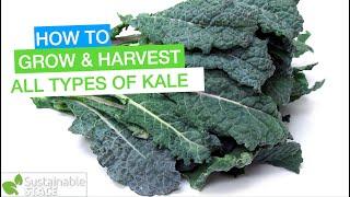 How to Grow & Harvest all Types of Kale