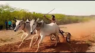 bail gade race mp Gwalior Madhya Pradesh.                   ox race Sigora Gwalior