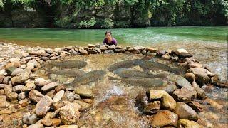 The girl arranged rocks to create a trap near the stream bank and unexpectedly caught many big fish.