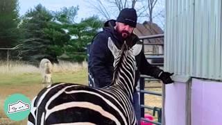 People Didn’t Want This Zebra. Now, She Gets All The Scratches | Cuddle Buddies