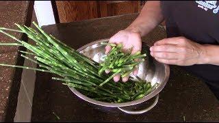 Harvesting Horsetail