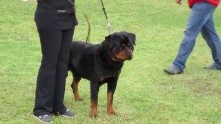 Jumper Von Der Crossenger Ranch  Von Ruelmann Rottweilers Inc