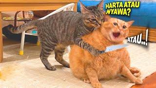 TAHAN TAWA.! 9 Menit Video Kucing Lucu Banget Bikin Ngakak Sakit Perut ~ Kucing Lucu Tiktok Viral