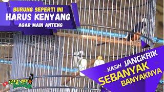 Settingan murai batu Galak agar main anteng dan ngotot