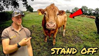 I Was Left In Charge Of The Farm And This Is What Happened! | Rotational Grazing!