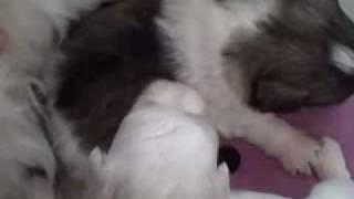 Rayce and Bebe Pups, 3-weeks
