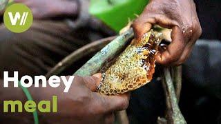 Honey is one of the main ingredients in the life of the Baka people | Master of Bees (Cameroon)