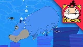 Hippopotamus’ Constipation | Animal Rescue Team | with alan | REDMON