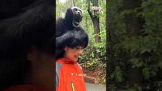 The Daily Life of a Yunnan Girl and a Gibbon.#animals