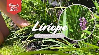 The border plant you've been searching for! Liriope Evergreen Giant