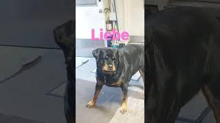 Liebe, My German Rottie.