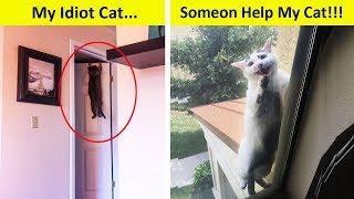 Idiot Cats That Will Make You Laugh Out Loud