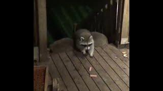 Monday baby raccoon hogging the Diner