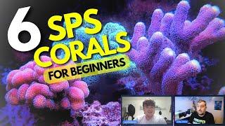 6 SPS Coral For Your Reef Tank That Are Great For Beginners!