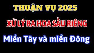 Các bước xử lý ra hoa sầu riêng thuận vụ năm 2024 - 2025 | Khu vực Miền Tây (ĐBSCL) và Đông Nam Bộ