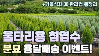 (행사종료)[용달발송 이벤트] 생울타리용으로 좋은 빨리 크는 침엽수 2종 소개! 가을식재 시기, 장단점, 관리법까지 하나로 정리해드립니다.