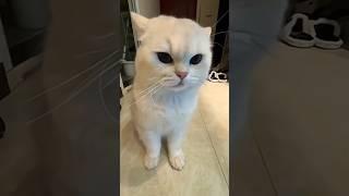 The cutest cats on tiktok | part 2 #funny #cat #fyp #catsoftiktok #funnycat #foryou #cat