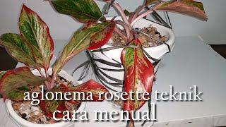 AGLONEMA ROSETTE TEKNIK CARA MENUAL(teknik rosette ala eyjul isnan