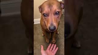 Dog Hides Blueberries in Her Mouth And Spits Them Out When Owner Asks