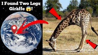 I Found Two Legs Giraffe  on google maps and google earth  #maps #earth #hrgoogleearth