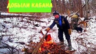 ОХОТА НА КАБАНА В ТАЙГЕ ДАЛЬНЕГО ВОСТОКА.