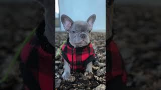 When George G The Frenchie Was A Baby #frenchie #dogdad #baby #george