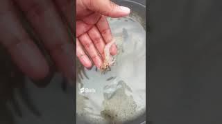 live shrimp / Sam samad vlogs