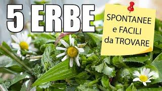 5 Erbe spontanee per misticanze e altri usi