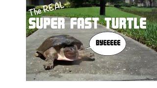 SUPER FAST TURTLE