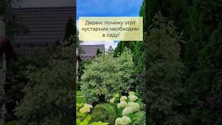 Почему дерен должен быть в каждом саду? Подробно в комментарии