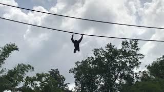 Gibbons Exhibit at Animal Kingdom