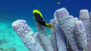 BEST OF SHORE DIVING IN  BONAIRE - SEPTEMBER 2016