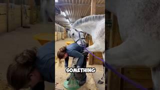 The Horse Was in Pain… What She Did Next Is Incredible 