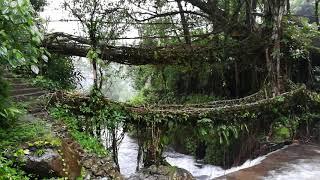 Double Decker Root Bridge located at Nongriat Village, Meghalaya.